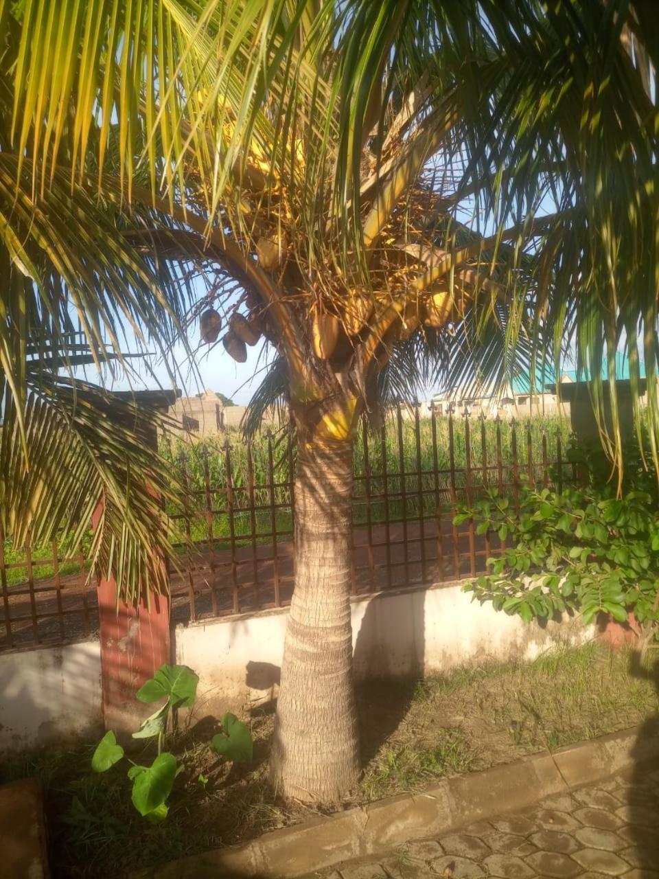 Temaya Cottage Lodge Tamale Exterior foto